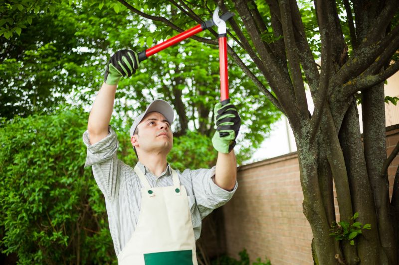 River Birch Trimming in Allentown, PA